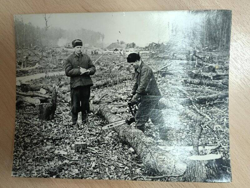 Рубка леса на территории НХК. 1962 г. Фотография