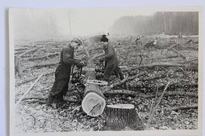 Рубка леса на территории НХК. 1962 г. Фотография