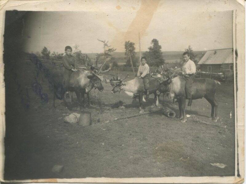 Фотография. Маленькие оленеводы.