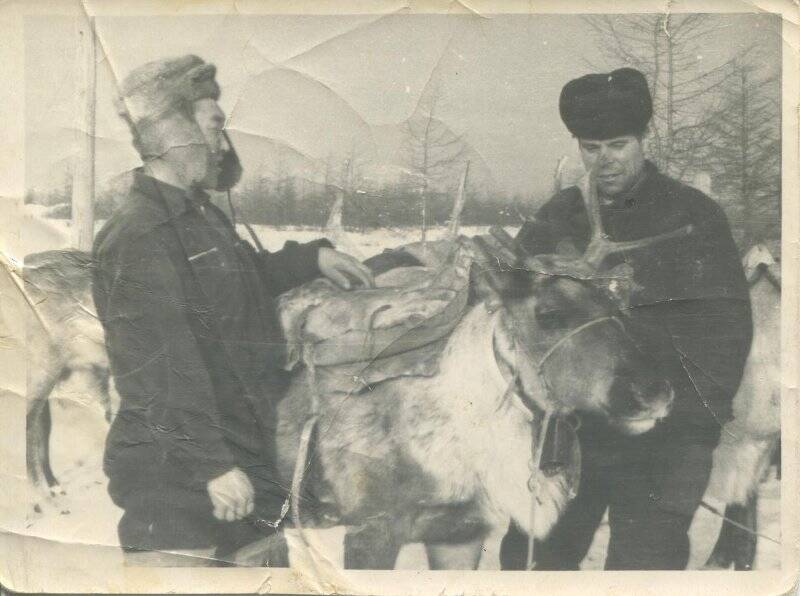 Фотография. Оленевод Егоров Александр (Шуракан) около оленьей упряжки.