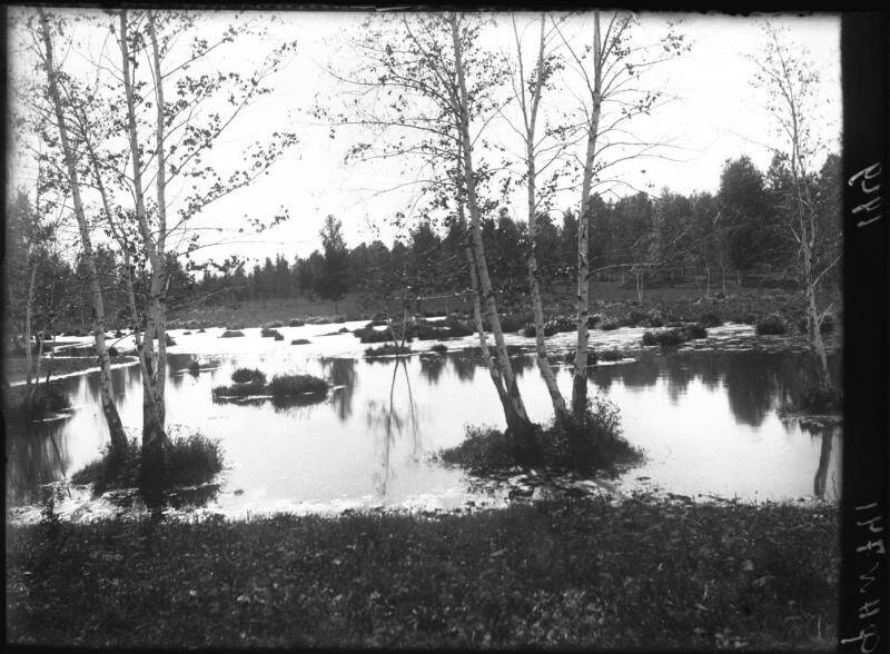 Негатив. Березовый лес близ Уфимского тракта.