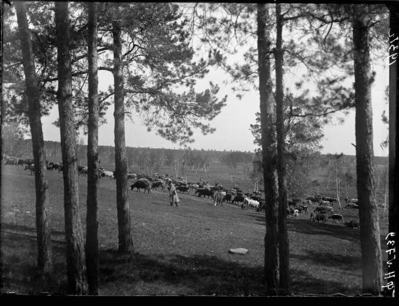 Негатив. Сосновый бор к западу от Челябинска, близ Монахов.