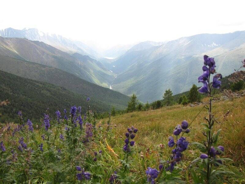 Фотография. Цветная фотография. Дикий аканит.