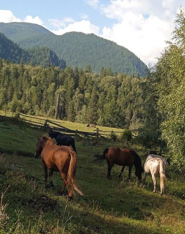 Фотография. Цветная фотография. Лошади на пастбище.