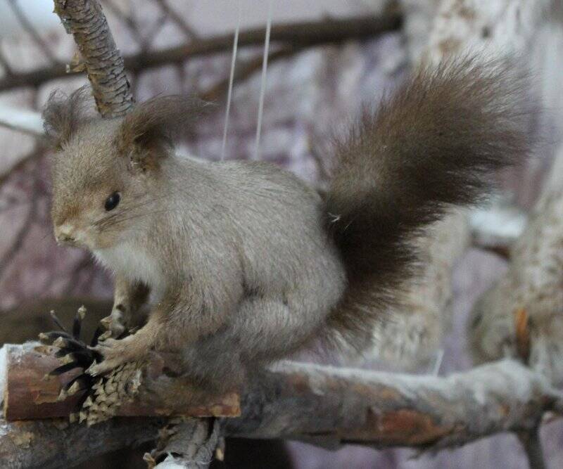 Чучело. Белка, сидящая на ветке. Sciurus vulgaris