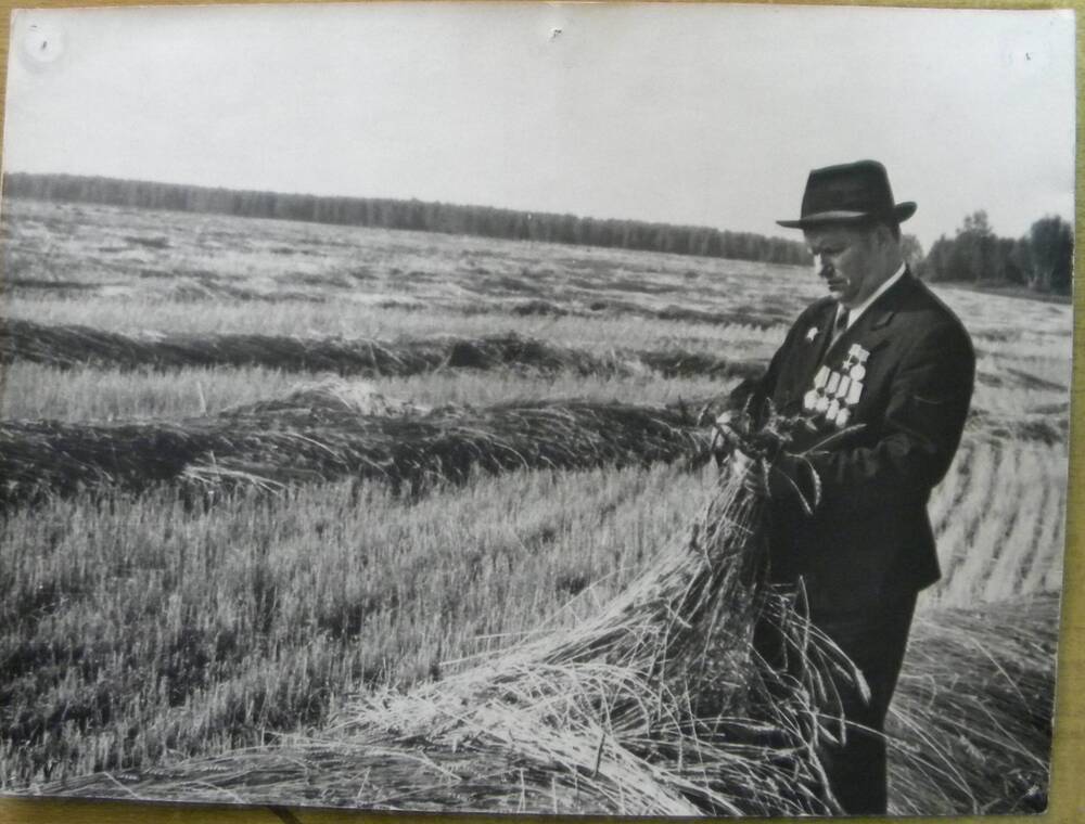 Фотография Региды Ивана Федоровича на пшеничном поле