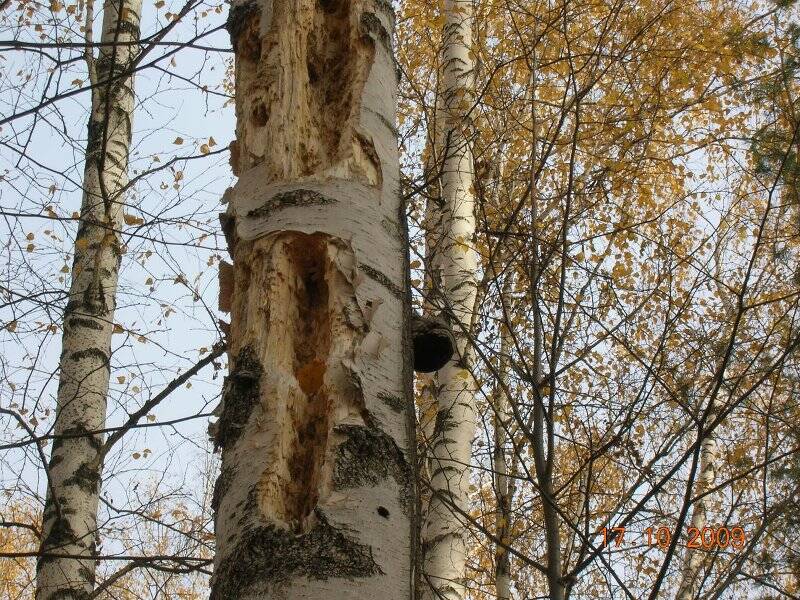 Фотография. Изобразительный фотоматериал «Повреждение на березе».