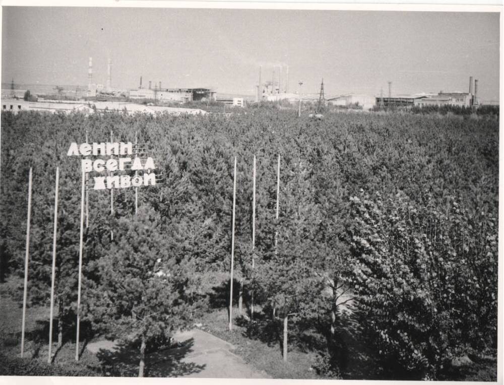 Фото. Молодые сосны парка цемзавода, 1980-е гг.