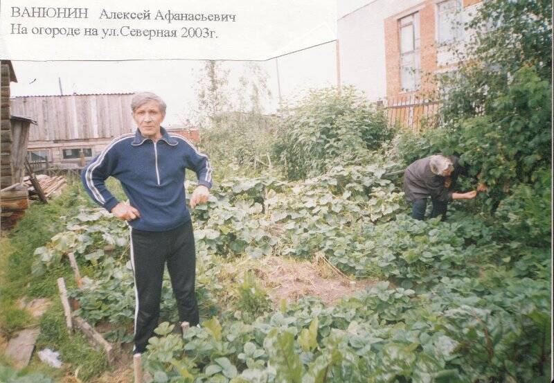 Фотография. Фотография Ванюнин Алексей Афанасьевич. На огороде на улице Северная.