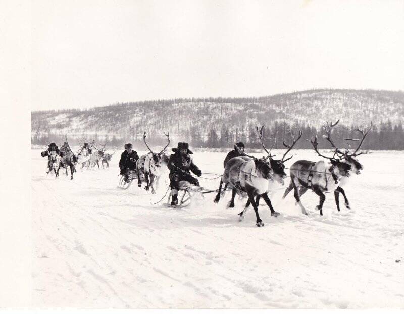 Фотография. Праздник оленеводов в с. Иенгра. гонки на оленях.