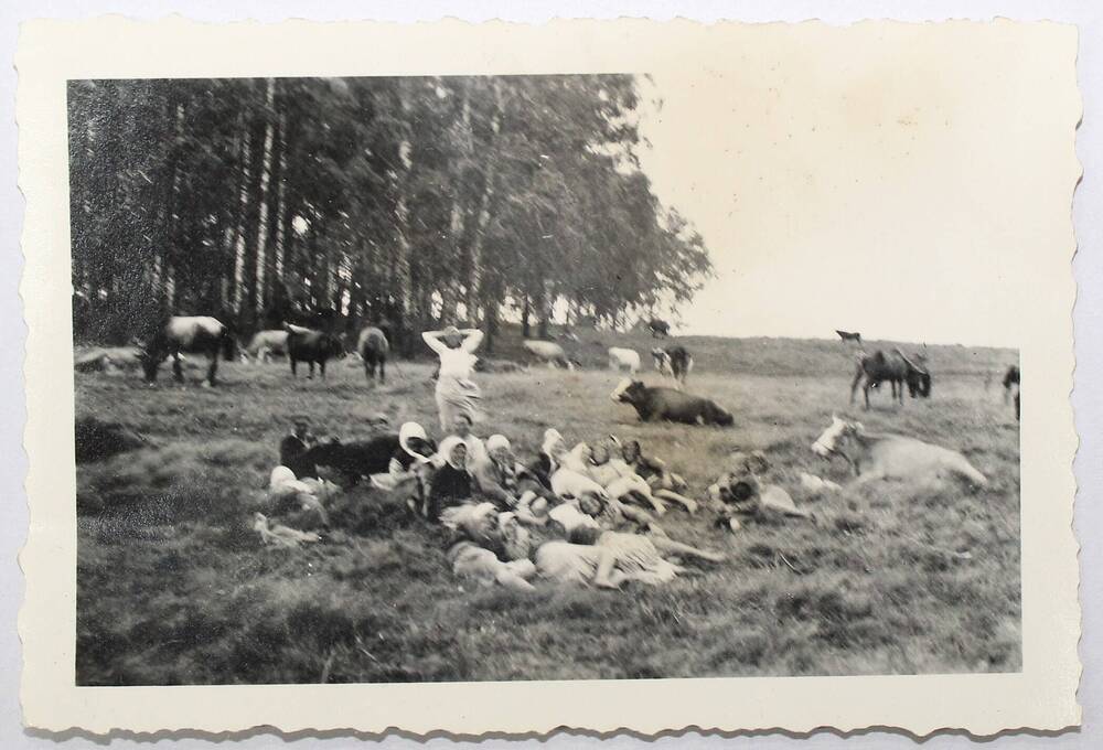 Фотография ч/б с изображением крестьян на пастбище 1942 г (Любохна)