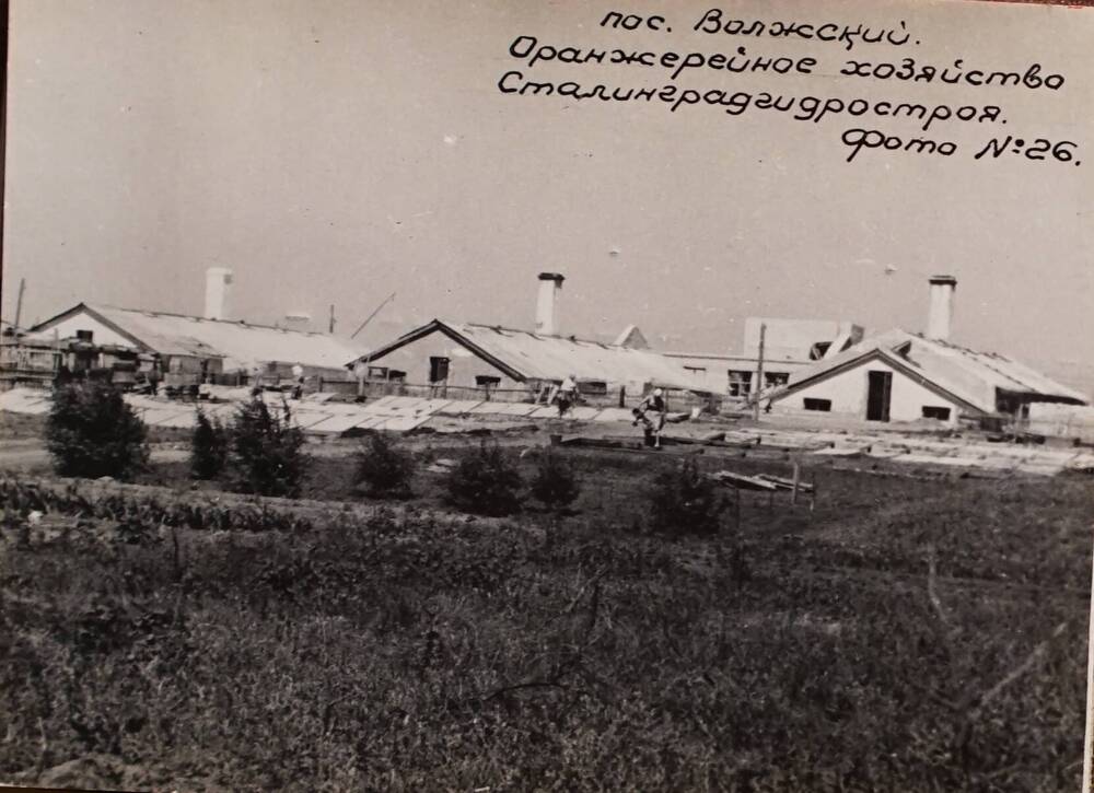 Фотография. пос. Волжский. Оранжерейное хозяйство Сталинградгидростроя.