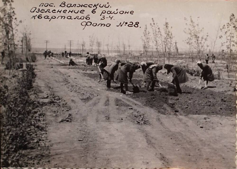 Фотография. пос. Волжский. Озеленение в районе кв. №3-4.