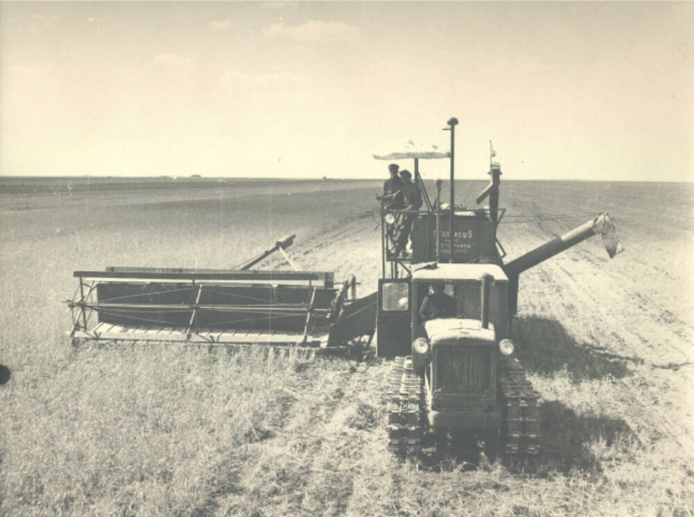 Фото: Уборка пшеницы в совхозе Адамовский Адамовского района Чкаловской области. Август 1956 года