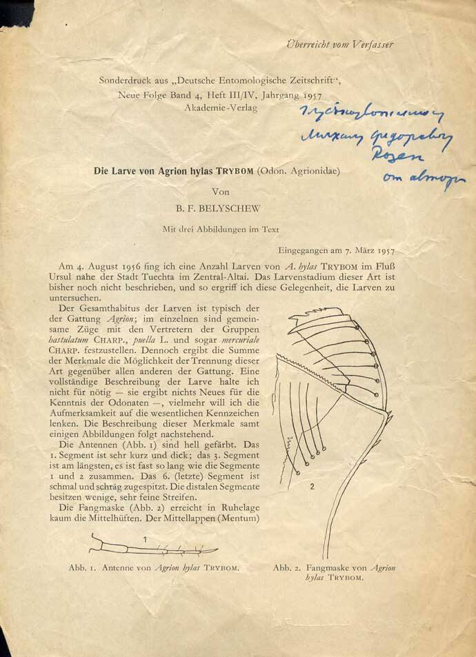 Отдельный оттиск статьи Белышева Б. Ф. Die larve von Agrion hylas Trybom (Odonata, Agrionidae)//Dtsch. Entomol. Z. Bd.4. No.3/4. S.191-192.