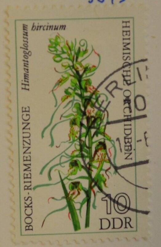 Марка почтовая. Цветок. Коллекция марок Германской Демократической республики, серия из 6-ти марок «Heimische Orchideen/Орхидеи»