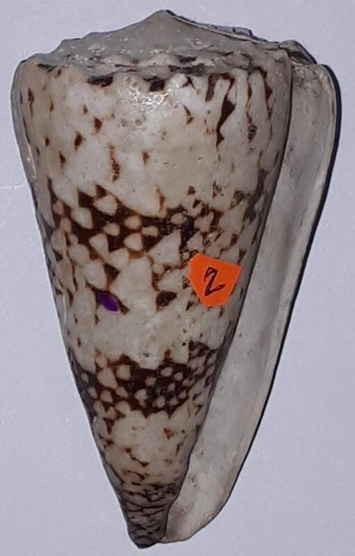 Раковина  брюхоногого моллюска семейства Соnidae. Конусы