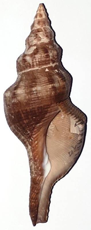 Раковина брюхоногого моллюска Fusinus sp. Фузинус (сем. Fasciolaridae. Фасциолярии)