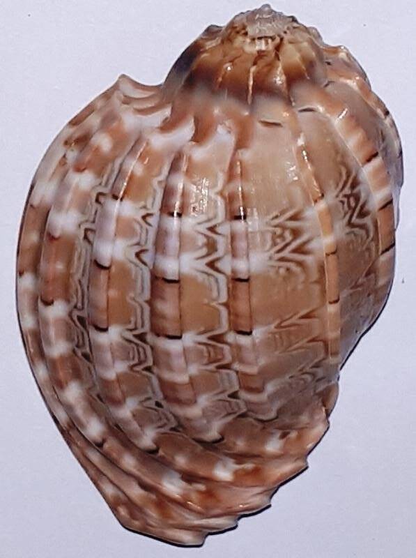 Раковина брюхоногого моллюска Наrра sp. Арфа, харпа
