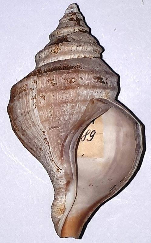 Раковина брюхоногого моллюска Neptunea sp. сем. Buccinidae. Нептунея (?)