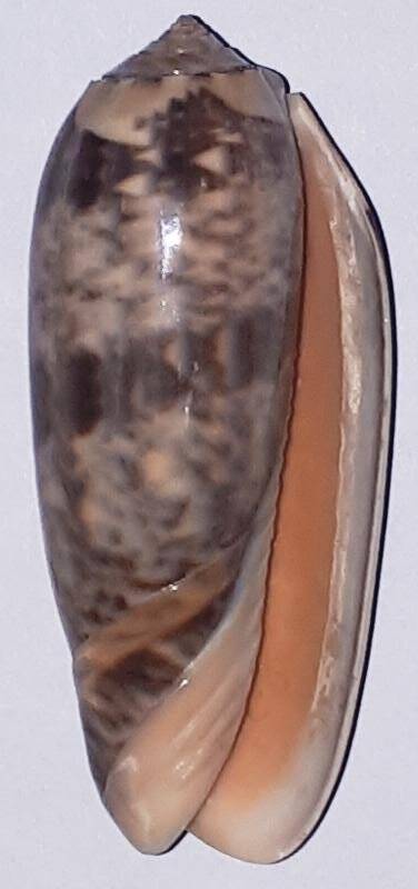Раковина брюхоногого моллюска Oliva aff.  mustellina (?) sericea (?) Олива.