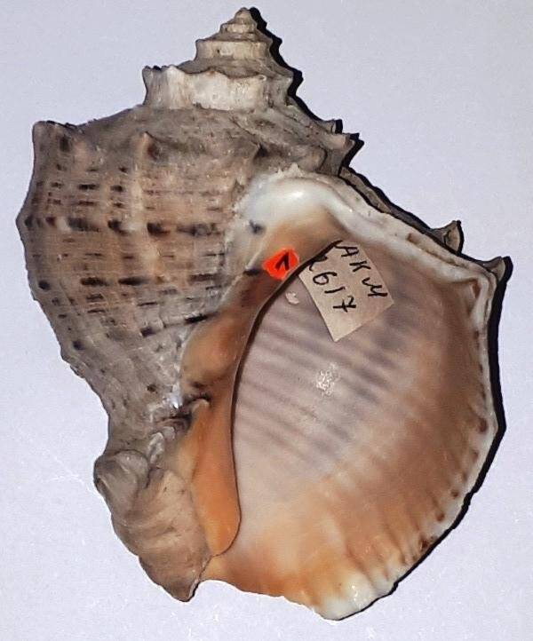 Раковина брюхоногого моллюска Rapana tomassiana Crosse, 1861. Рапана