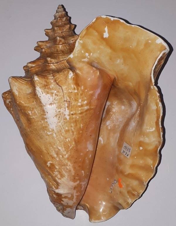 Раковина брюхоногого моллюска Strombus gigas. Стромбус гигантский