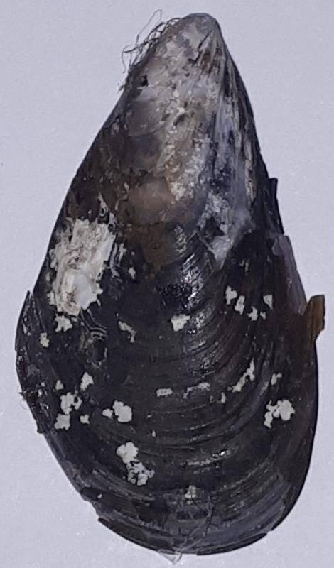 Раковина (створка). Створка раковины двустворчатого моллюска Mytilus sp. Мидия