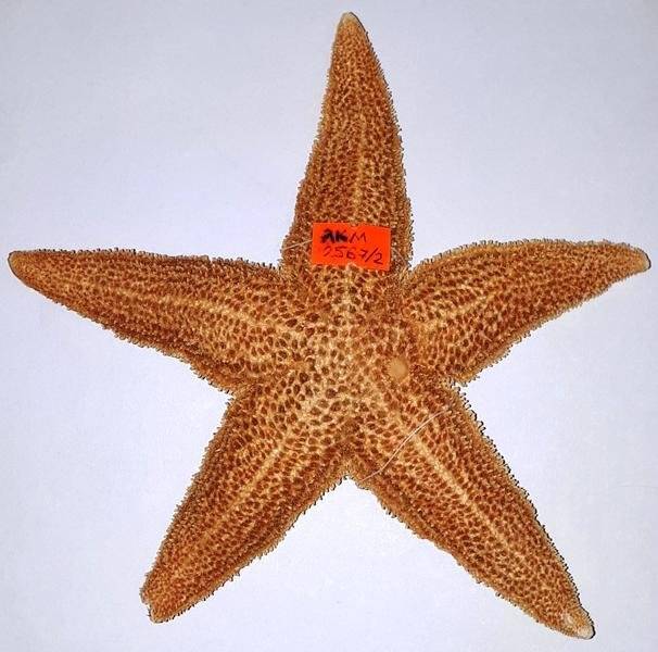 Скелет звезды морской Аsterias aff. amurensis