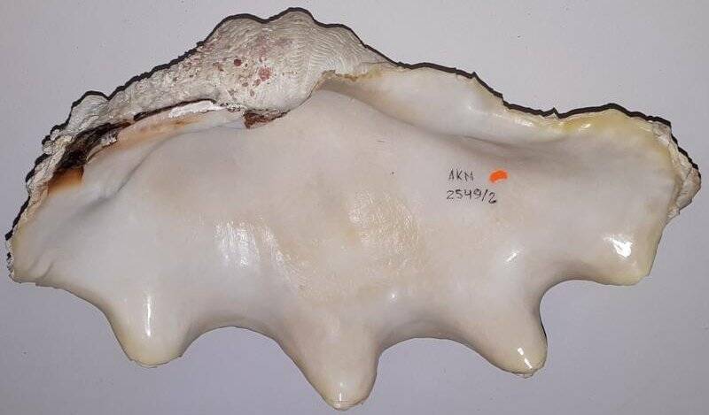 Створка раковины двустворчатого  моллюска Tridacna sp. (Тридакна)