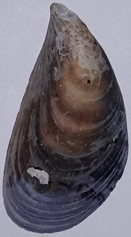 Створка раковины двустворчатого моллюска Mytilus sp. Мидия