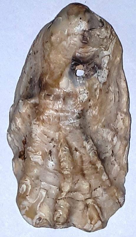 Створка раковины двустворчатого моллюска Ostraea sp. Устрица