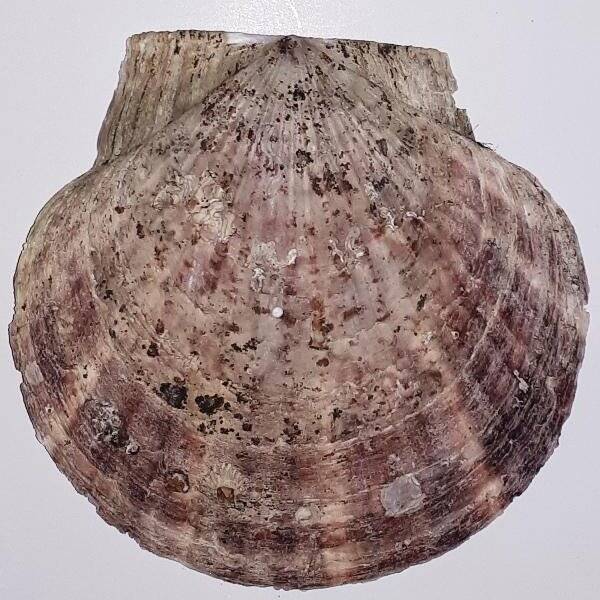 Створка раковины двустворчатого моллюска Pecten jessoensis Say (Гребешок приморский)