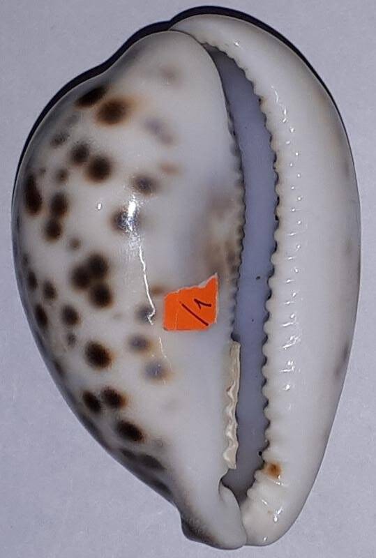  Раковина брюхоногого моллюска Суpraea aff. tigris L. 1758 (?) Ципрея тигровая