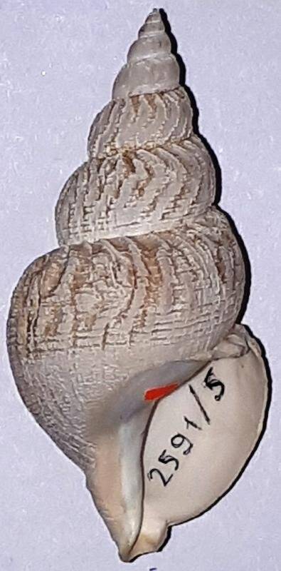 Раковина брюхоногого моллюска ex.gr. Fasciollaria. Фасциоллярия (?)