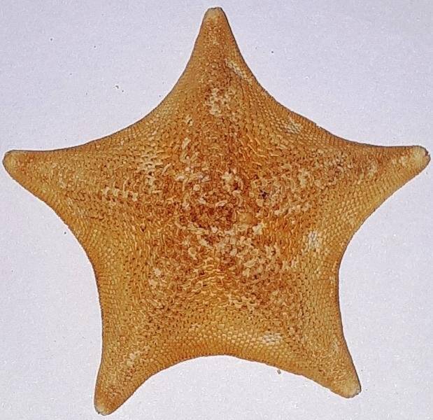 Скелет звезды морской  отряда Paxillosida (?), (ех.gr. Patiria?)