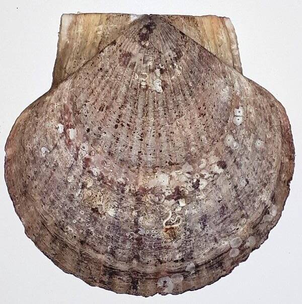 Створка раковины двустворчатого моллюска Pecten jessoensis Say (гребешок приморский)