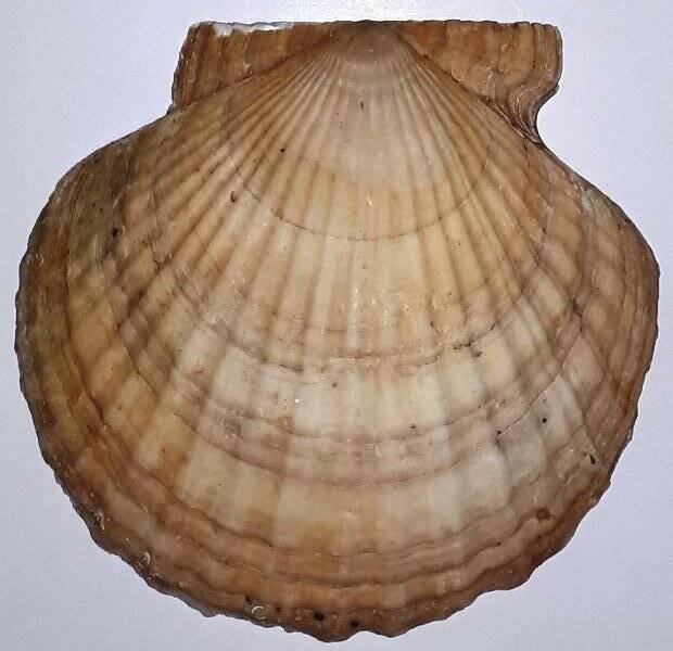 Створка раковины двустворчатого моллюска Pecten jessoensis Say (гребешок приморский)