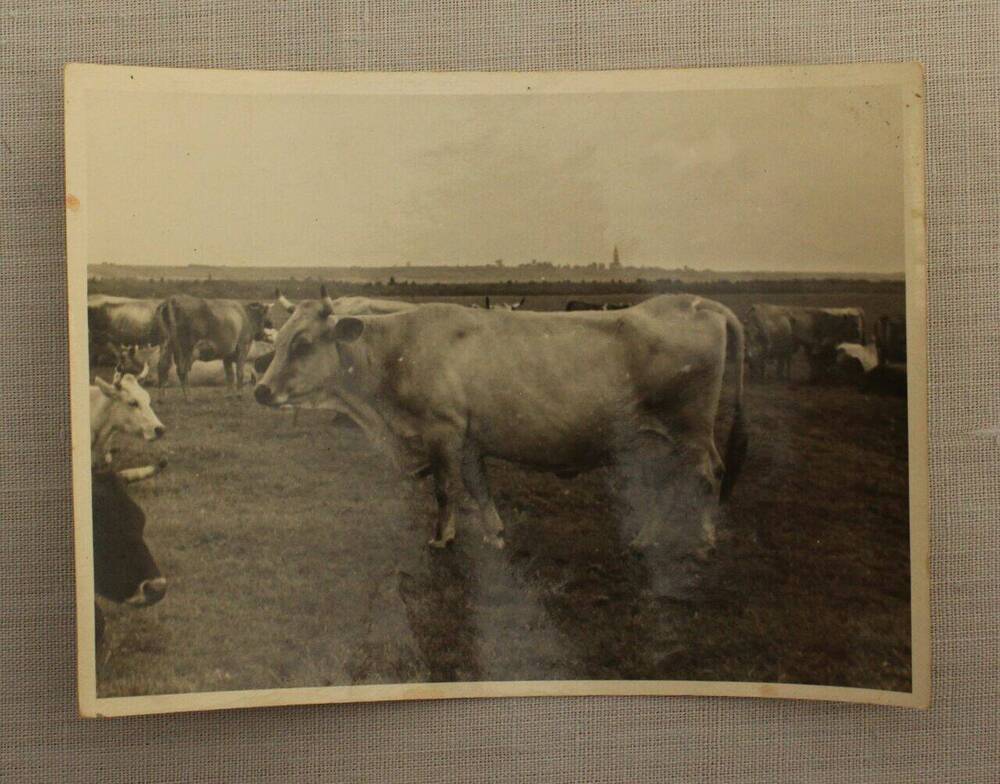 Фотография. Стадо коров колхоза Родина на выпасе.