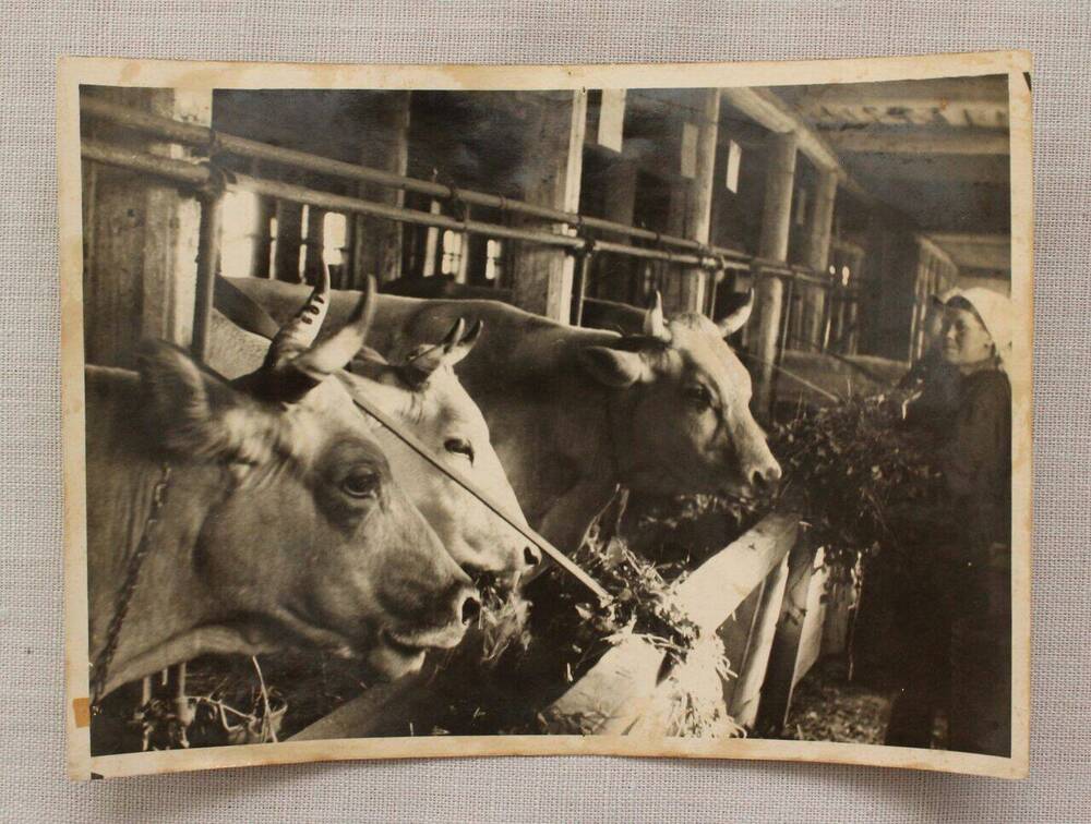 Фотография. Трофимова А.М., доярка колхоза «Родина» со своей группой коров.