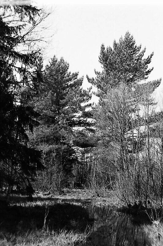 Негатив черно- белый « Весной в лесу».