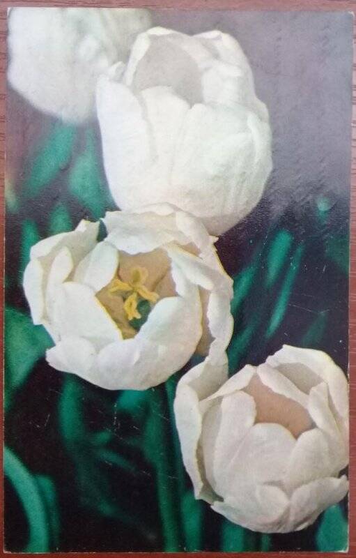 Карточка почтовая. Белые тюльпаны