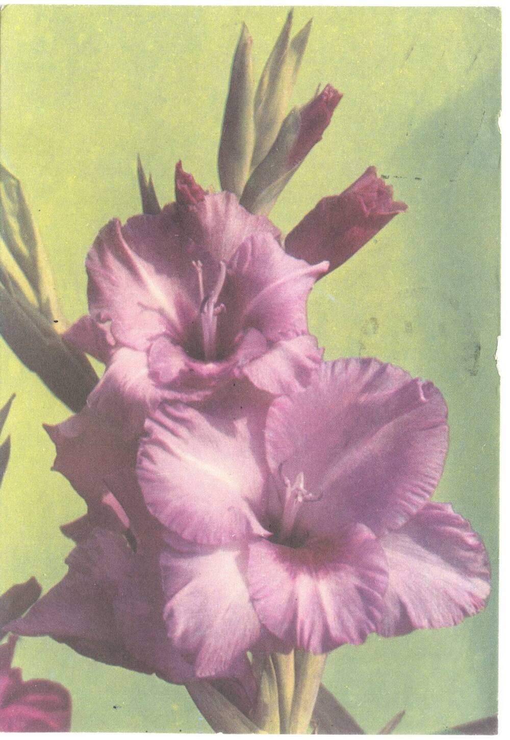 Карточка почтовая художественная маркированная «Гладиолус».