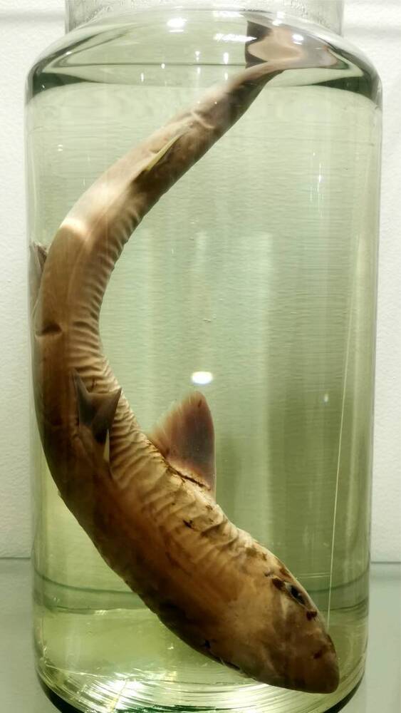 Рыба. Катран (Squalus acanthias)