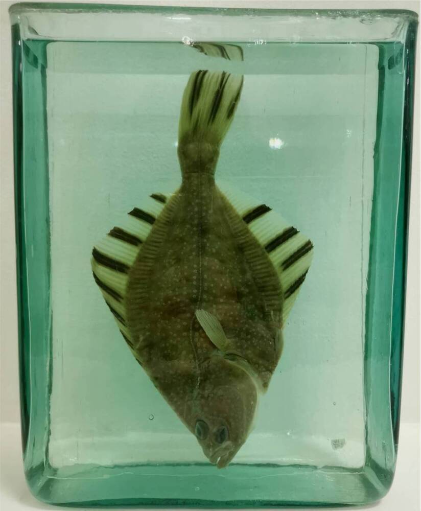 Рыба. Тихоокеанская звёздчатая камбала (Platichthys stellatus)