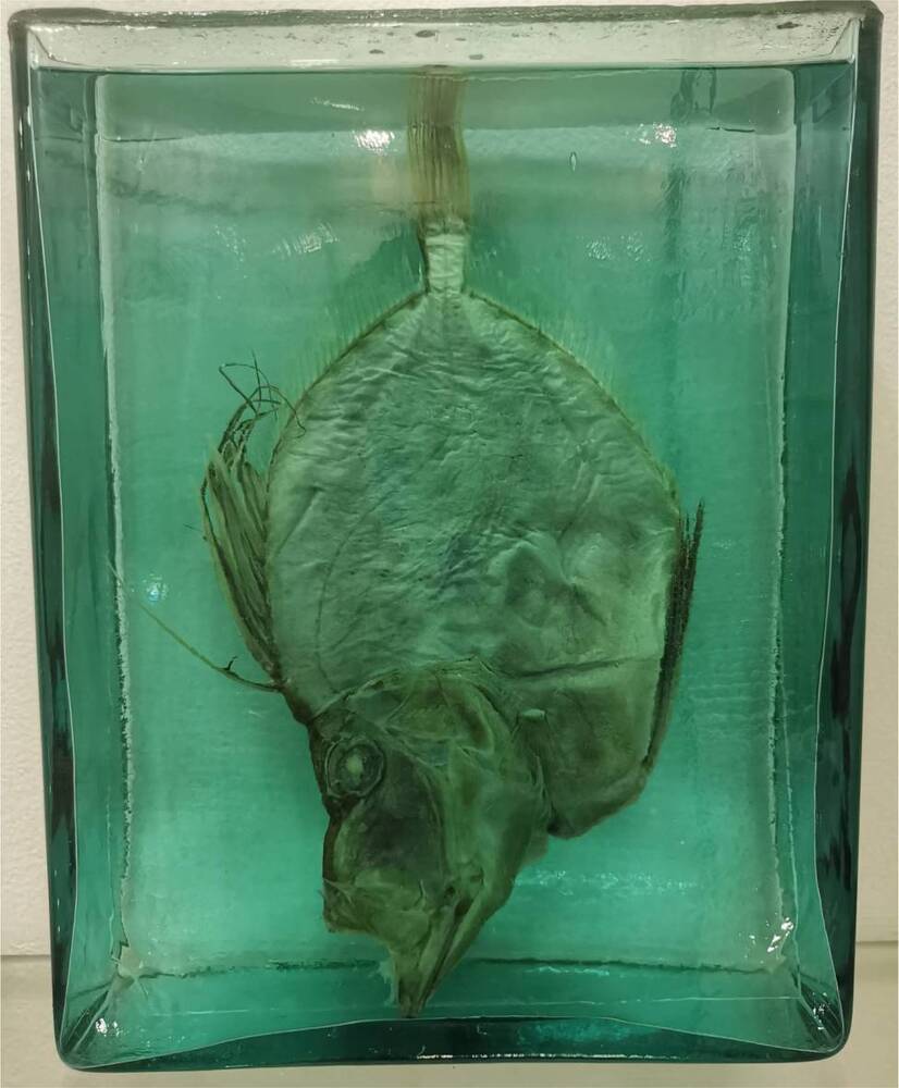 Рыба. Зеркальный солнечник (Zenopsis nebulosus)