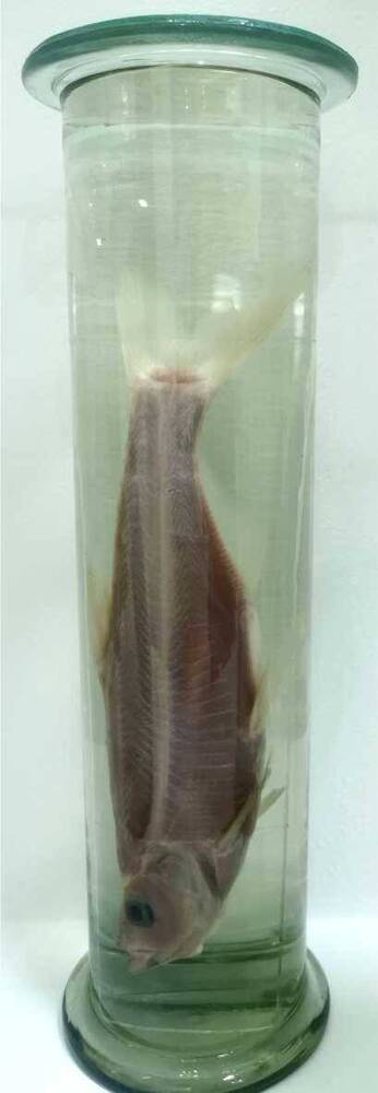 Рыба. Верхогляд (Chanodichthys erythropterus)