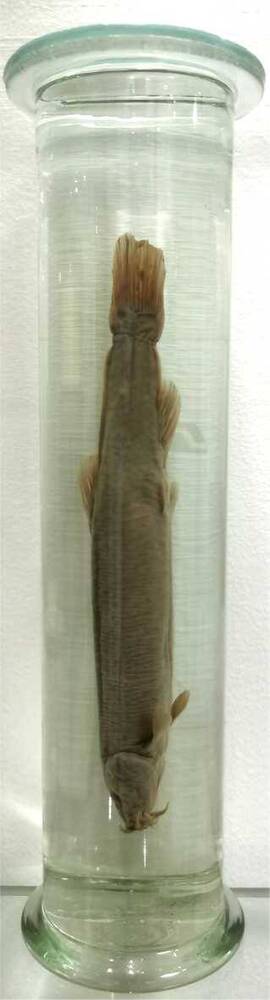 Рыба. Вьюн амурский (Misgurnus anguillicaudatus)