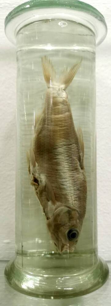 Рыба. Амурская чернобрюшка (Xenocypris macrolepis)