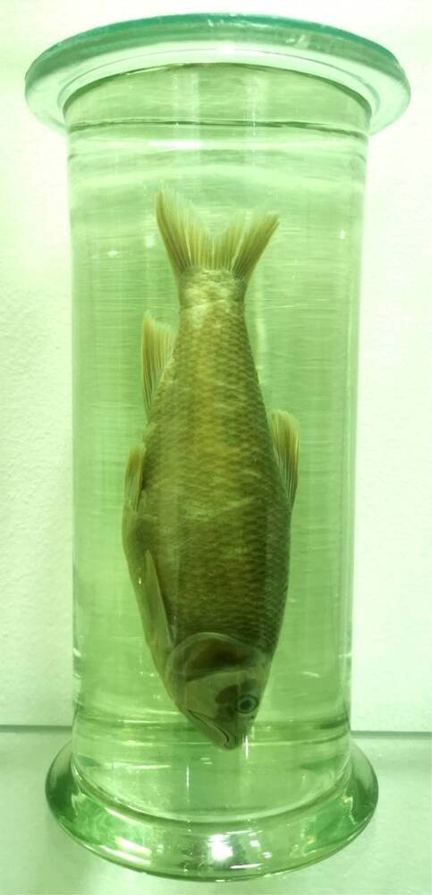 Рыба. Троегуб (Opsariichthys uncirostris)